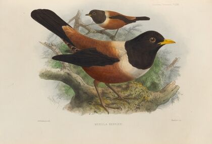 Merula Kessleri (1899-1902)