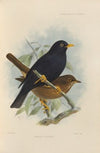 Merula Leucops (1899-1902)