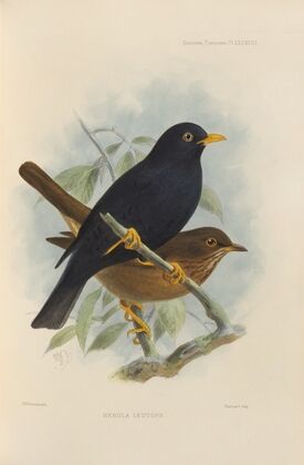Merula Leucops (1899-1902)