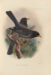 Merula Ludoviclae (1899-1902)