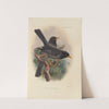 Merula Ludoviclae (1899-1902) by Henry Seebohm