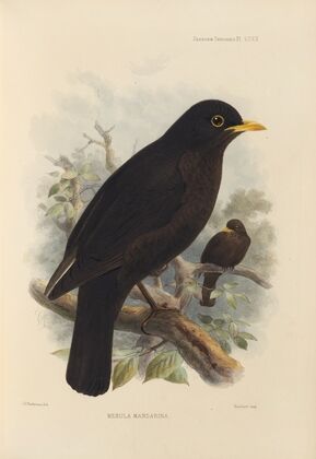 Merula Mandarina (1899-1902)