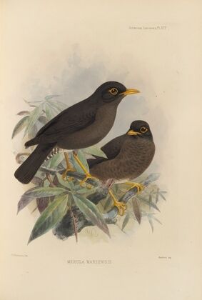 Merula Mareensis (1899-1902)