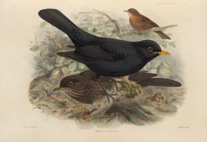 Merula Merula (1899-1902)