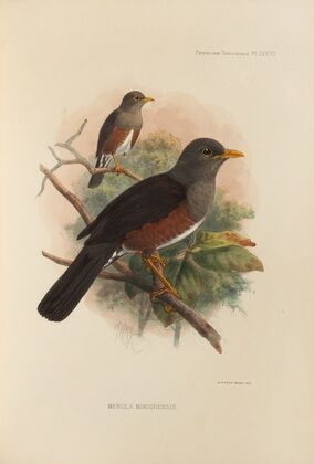 Merula Mindorensis (1899-1902)