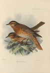 Merula Naumanni (1899-1902)