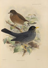 Merula Nigriceps (1899-1902)