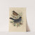 Merula Nigriceps (1899-1902) by Henry Seebohm