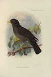 Merula Nigrorum (1899-1902)