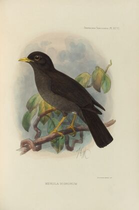 Merula Nigrorum (1899-1902)