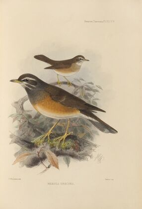 Merula Obscura (1899-1902)