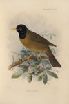 Merula Olivatra (1899-1902)