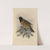 Merula Olivatra (1899-1902) by Henry Seebohm