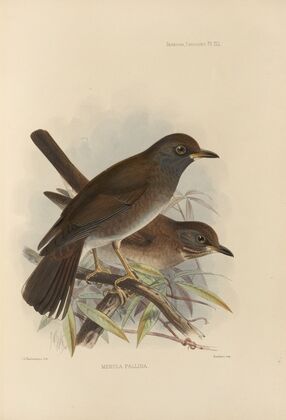 Merula Pallida (1899-1902)