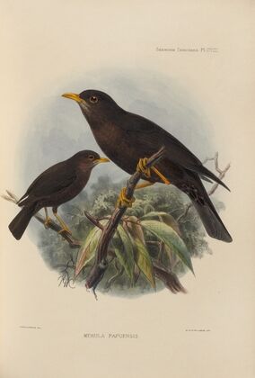 Merula Papuensis (1899-1902)