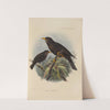 Merula Papuensis (1899-1902) by Henry Seebohm