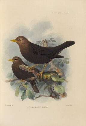 Merula Poliocephala (1899-1902)
