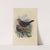 Merula Poliocephala (1899-1902) by Henry Seebohm