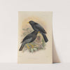 Merula Polionota, Merula Melanopleura (1899-1902) by Henry Seebohm