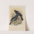 Merula Polionota, Merula Melanopleura (1899-1902) by Henry Seebohm