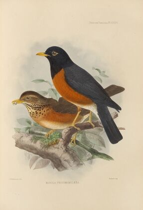 Merula Protomomelaena (1899-1902)