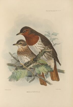 Merula Ruficollis (1899-1902)