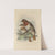 Merula Ruficollis (1899-1902) by Henry Seebohm