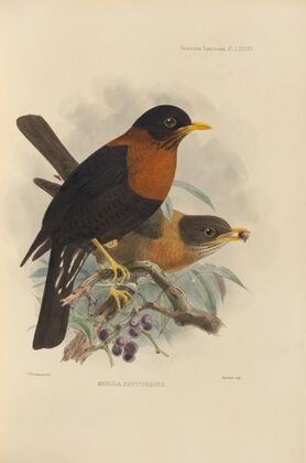 Merula Rufitorques (1899-1902)