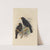 Merula Samoensis (1899-1902) by Henry Seebohm