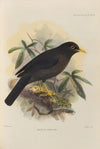 Merula Simillima (1899-1902)