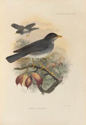 Merula Subalaris (1899-1902)