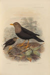 Merula Tempesti (1899-1902)