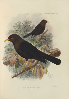 Merula Thomassoni (1899-1902)
