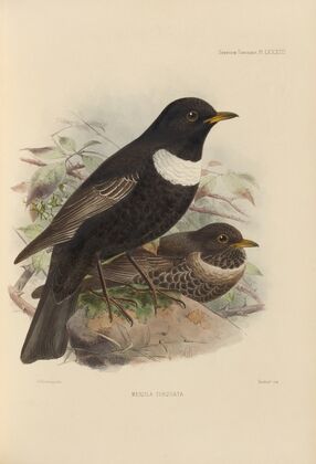 Merula Torquata (1899-1902)