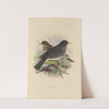 Merula Unicolor (1899-1902) by Henry Seebohm