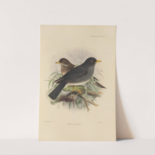 Merula Unicolor (1899-1902) by Henry Seebohm