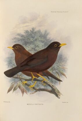 Merula Vinitincta (1899-1902)