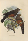 Merula Whiteheadi (1899-1902)