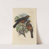 Merula Whiteheadi (1899-1902) by Henry Seebohm