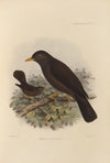 Merula Xanthopus (1899-1902)