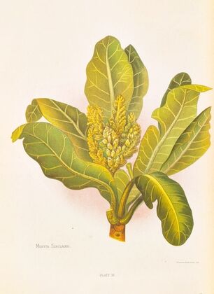 Meryta Sinclairii