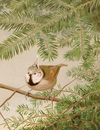 Mésange Huppée