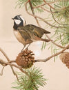 Mésange Noire