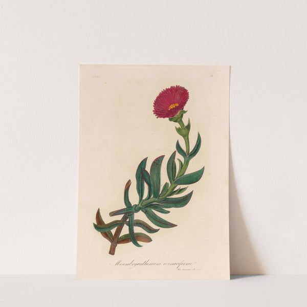 Mesembryanthemum acinaciforme (1818-1824) by Gaetano Savi