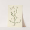 Mesembryanthemum spinosum by Laurens Vincentsz. van der Vinne