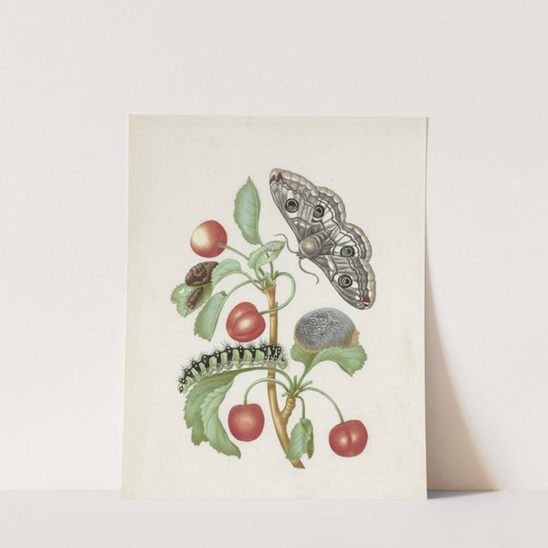 Metamorphosis of a Small Emperor Moth by Dorothea Maria Gsell