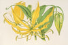 Methonica grandiflora