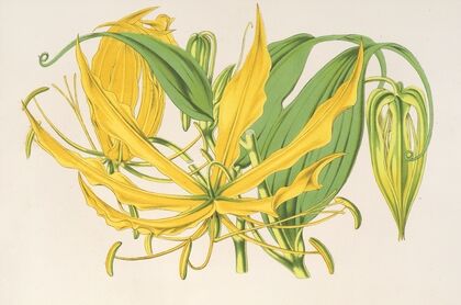 Methonica grandiflora