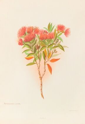 Metrosideros Lucida