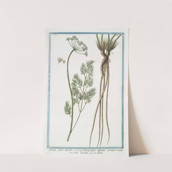 Meum foliis Anethi - Foeniculum alpinum perenne - Meo barbuto - Le Meun. (Fennel) by Giorgio Bonelli